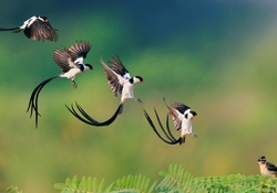 Pin tailed Whydah