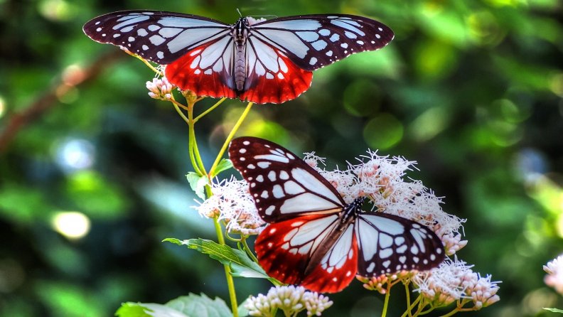 large_white_and_red_butterflies.jpg