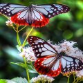 Large White and Red Butterflies