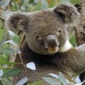 adorable_koala_bear.jpg