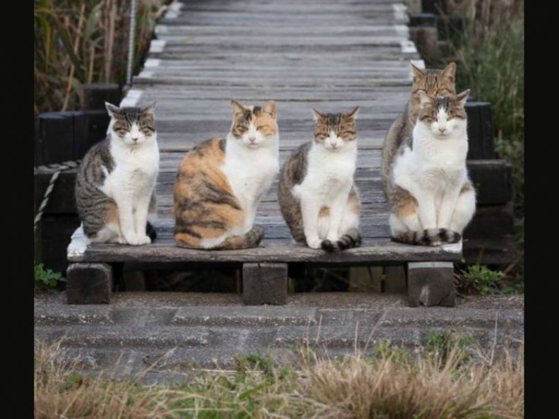 5_angry_cats_on_the_pier.jpg