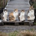 5 angry cats on the pier