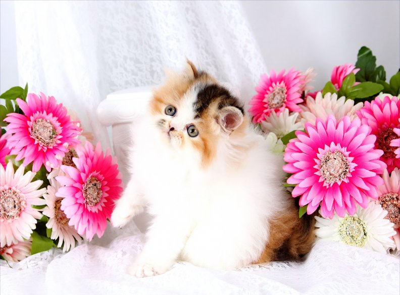 cute_persian_kitty.jpg