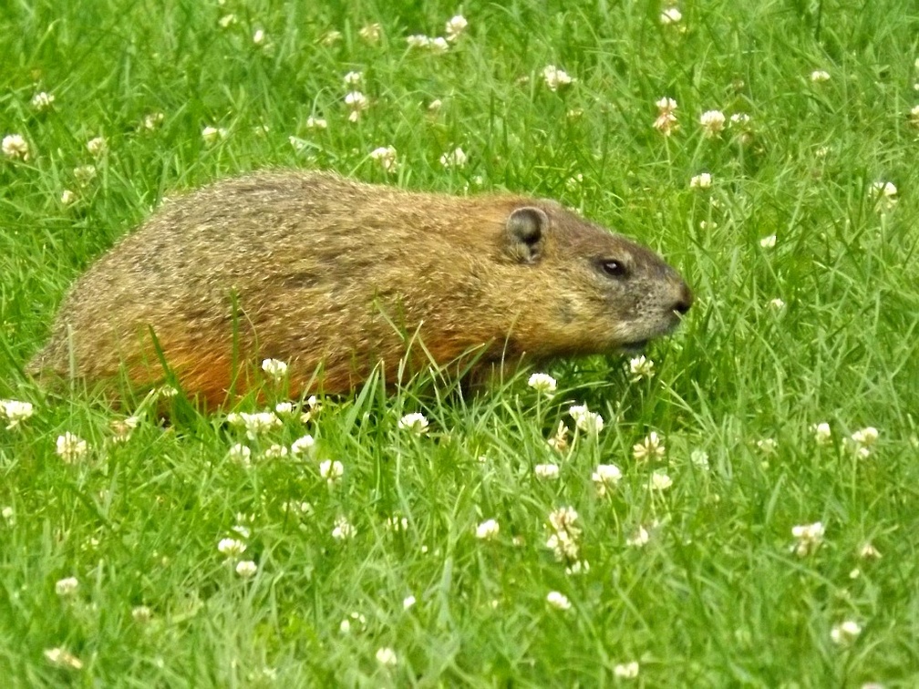 visiting groundhog