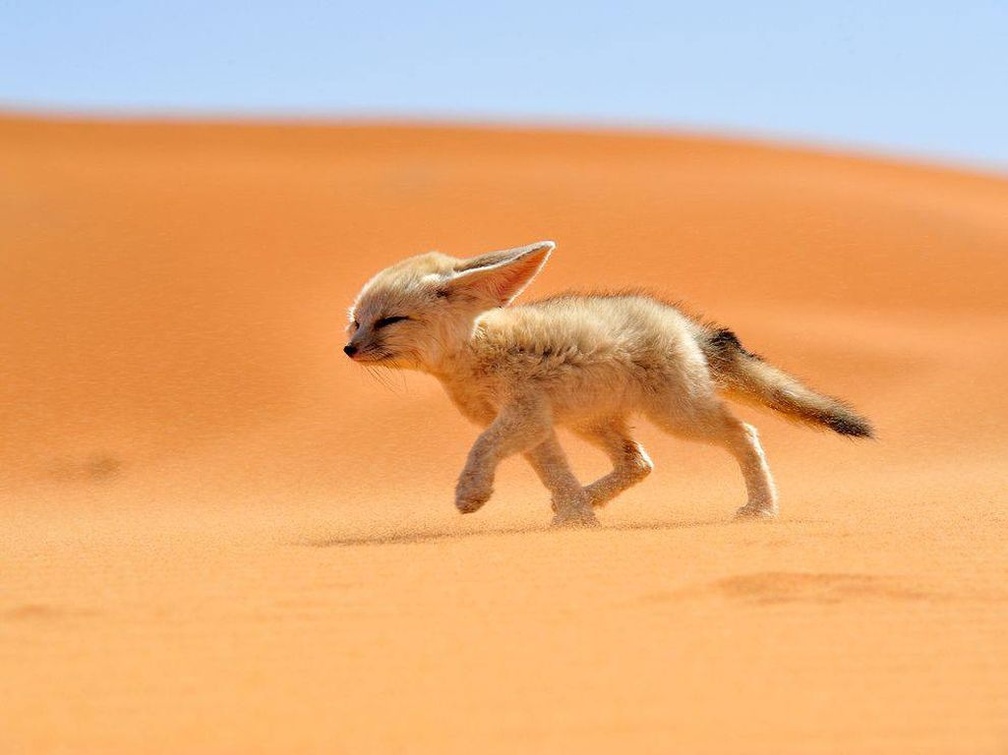 Desert fox puppy
