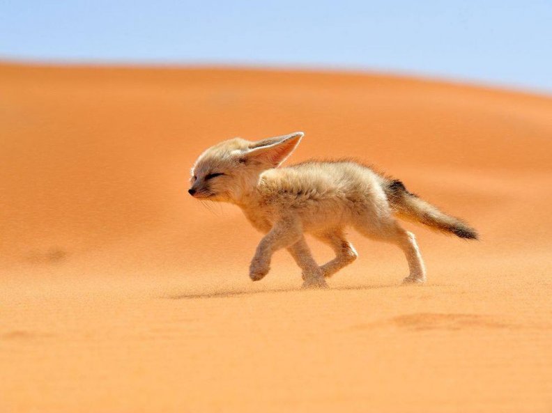 desert_fox_puppy.jpg