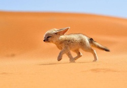Desert fox puppy