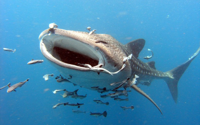 whale_shark_at_the_pacifik.jpg