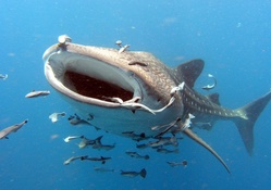 WHALE SHARK AT THE PACIFIK
