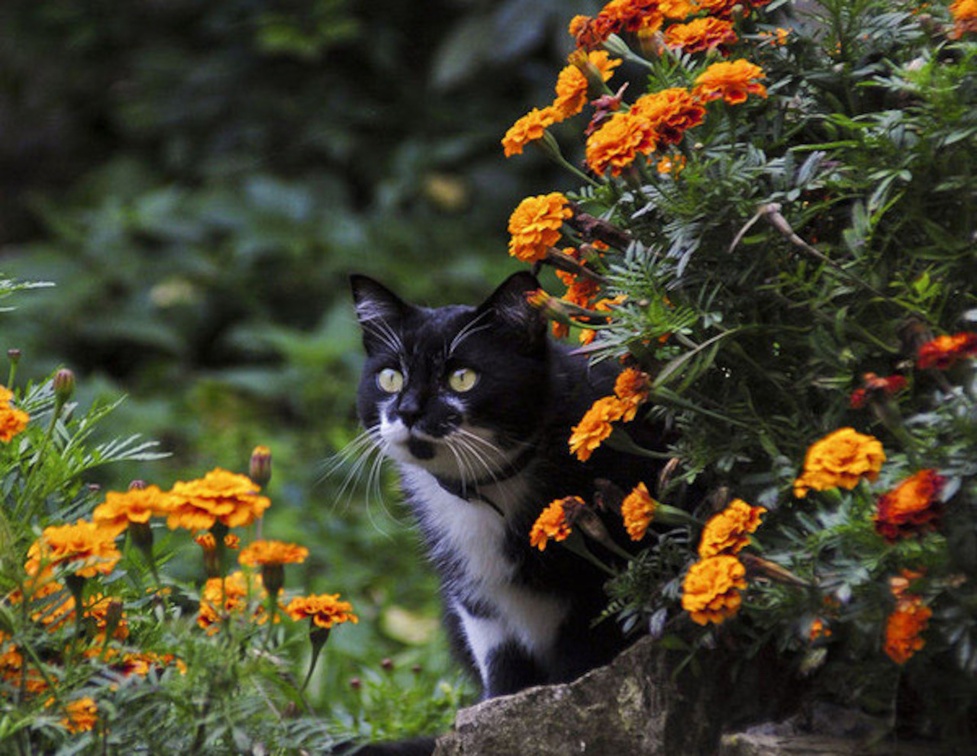 Kitten in the Garden