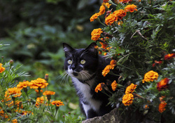 Kitten in the Garden