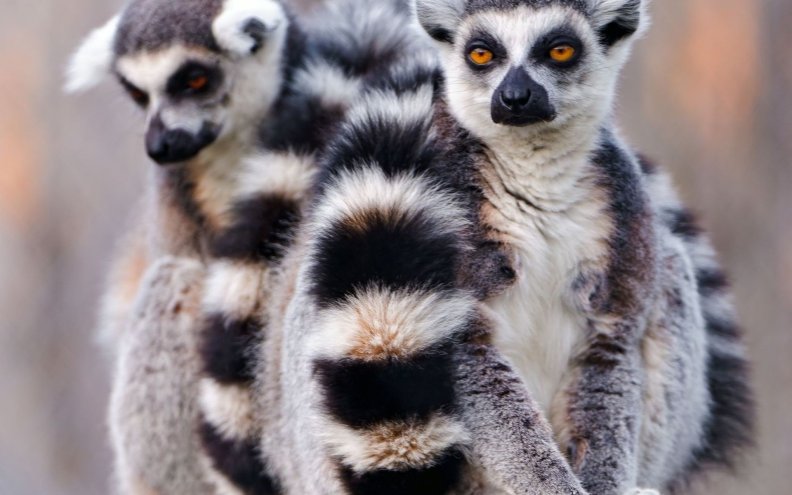 Black and white lemurs