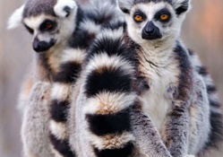 Black and white lemurs