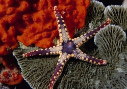 Purple Starfish