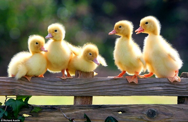 cute_little_ducklings.jpg
