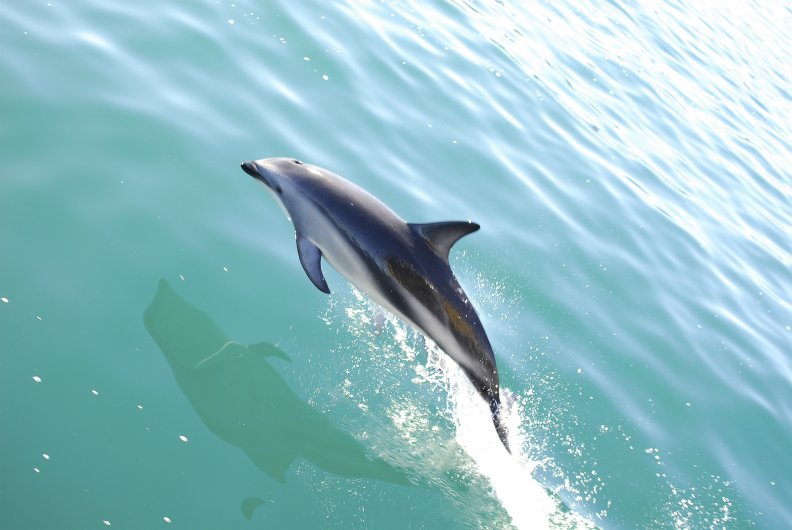 New Zealand Dolphin