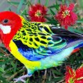 Colorful Bird With Red Flowers