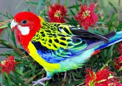 Colorful Bird With Red Flowers