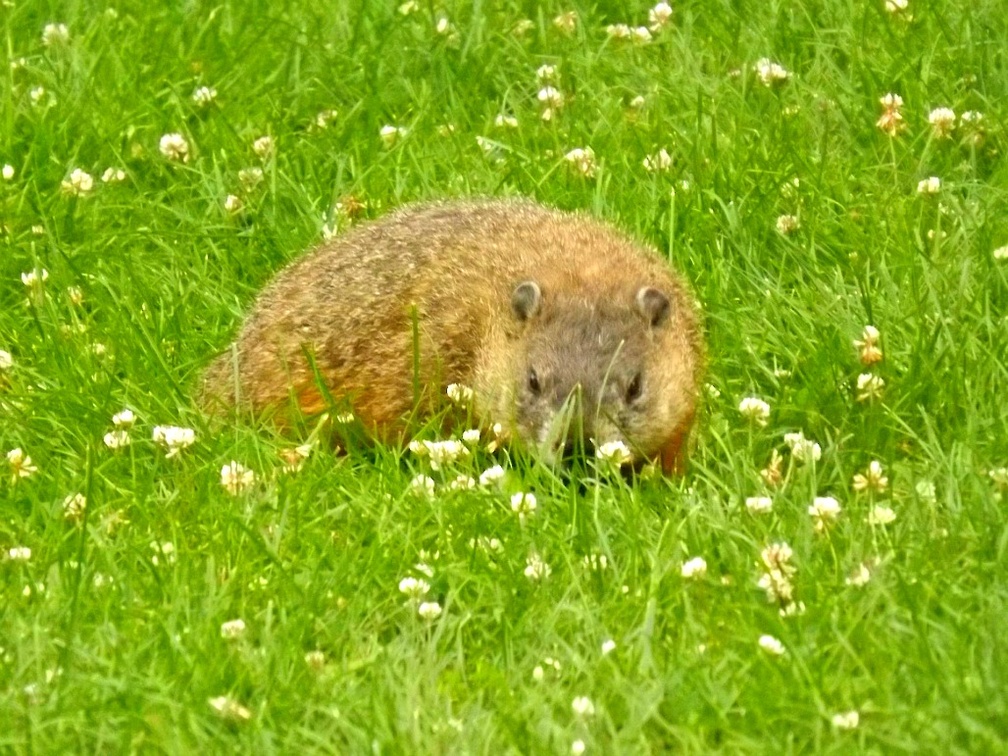 a visiting groundhog