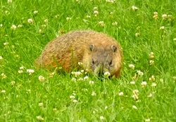 a visiting groundhog