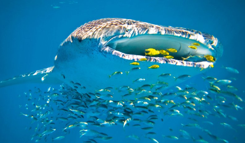 WHALE SHARK AT THE HUNTING