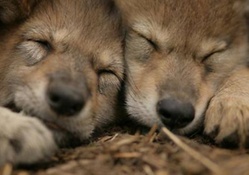 Mexican grey wolves(cubs)