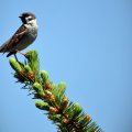 Sparrow on pine Top