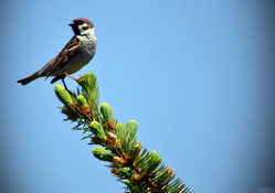Sparrow on pine Top