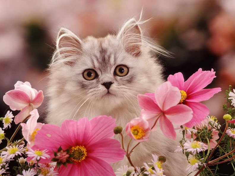 Silver tabby persian kitten