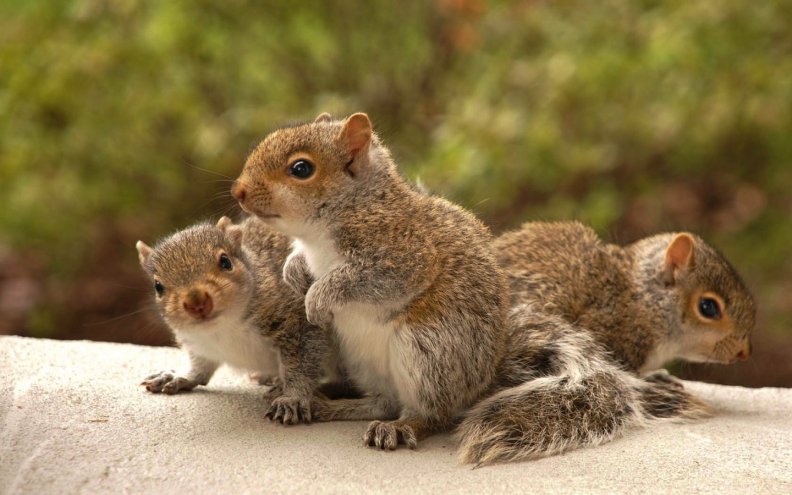 baby_squirrels.jpg