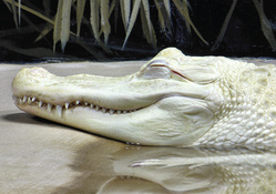Albino Alligator