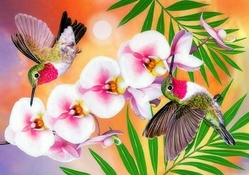 'Annas Hummingbirds &amp; Phaleonopsis'