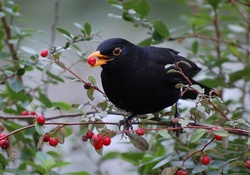 Beautiful Black Bird