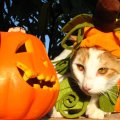 Cat with Pumpkin