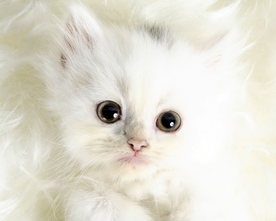 Pure White Kitten