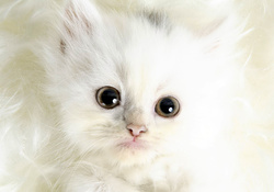 Pure White Kitten