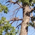 herons nest