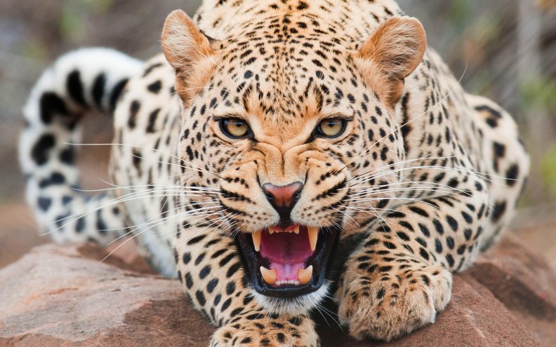 angry_leopard.jpg