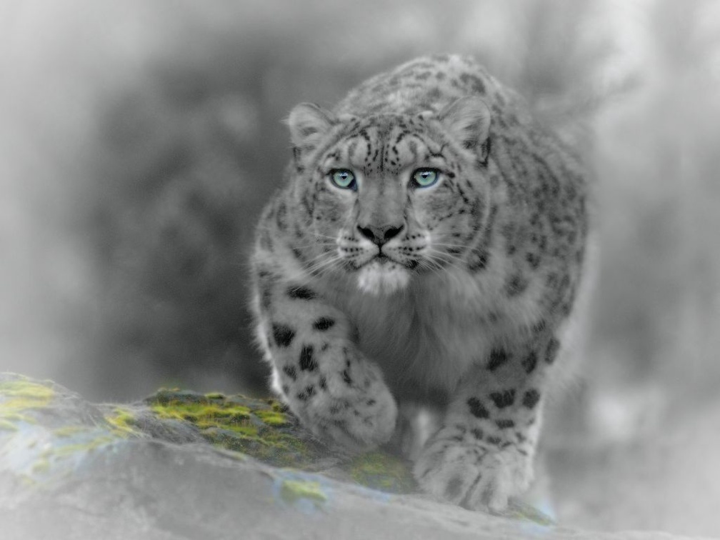 Stalker Snow Leopard