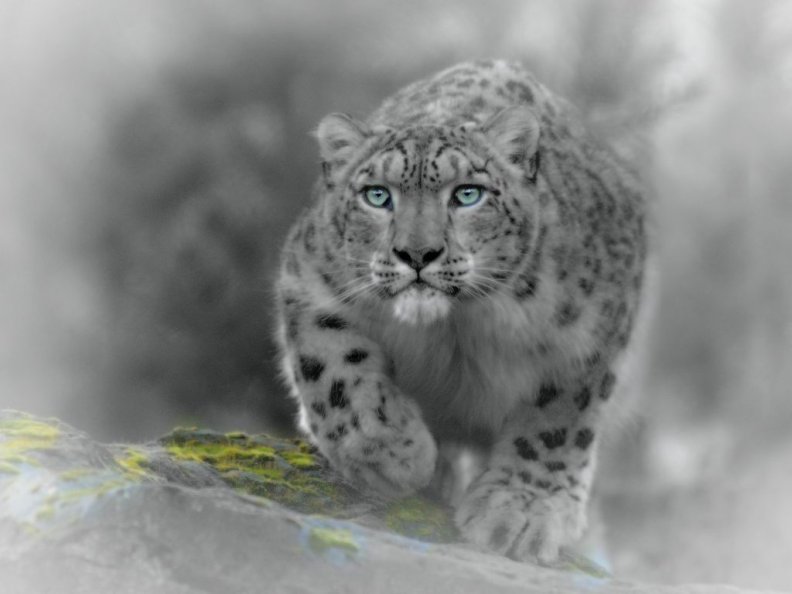 stalker_snow_leopard.jpg