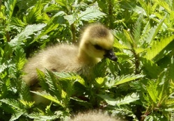 First steps of a young duck