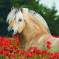 Horse between flowers