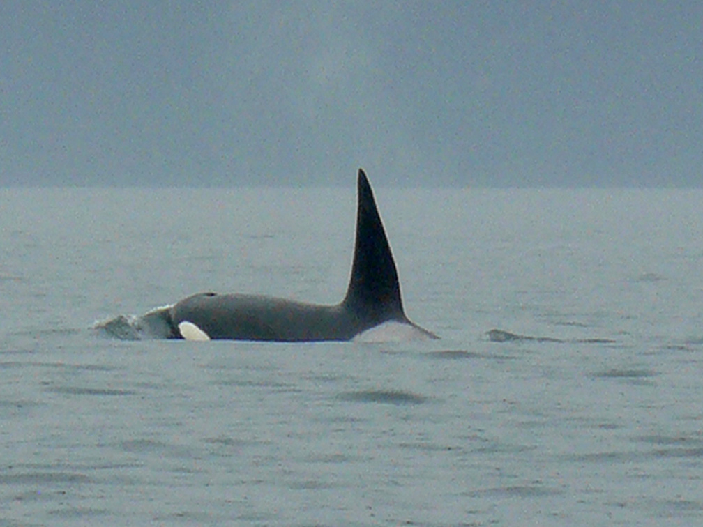 Male Orca