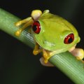 colourful tree frog