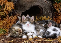 mother cat and kittens