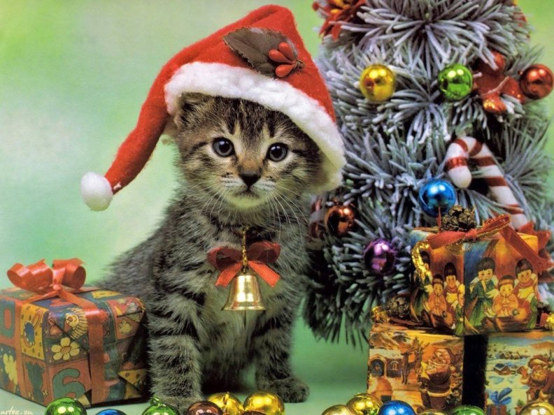 ..Christmas Santa Cat..