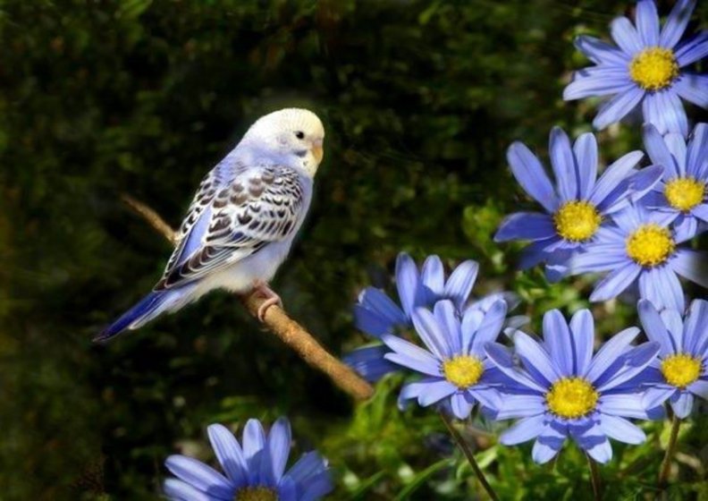 spring_bird.jpg