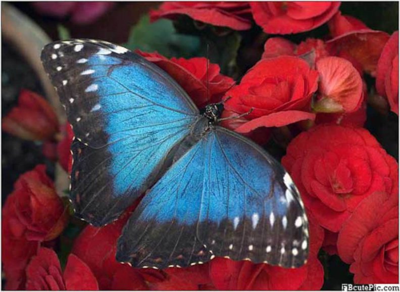 blue_butterfly_on_red_roses.jpg