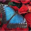 Blue Butterfly on Red Roses