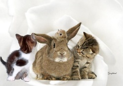 Kittens and Rabbits